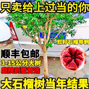 特大软籽石榴树突尼斯软籽石榴盆栽庭院四季南北方石榴树当年结果