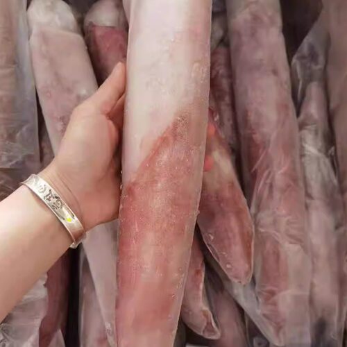 东山岛海手钓大管火箭枪乌贼鱿鱼刺身野生新鲜活冷冻海兔子水晶管