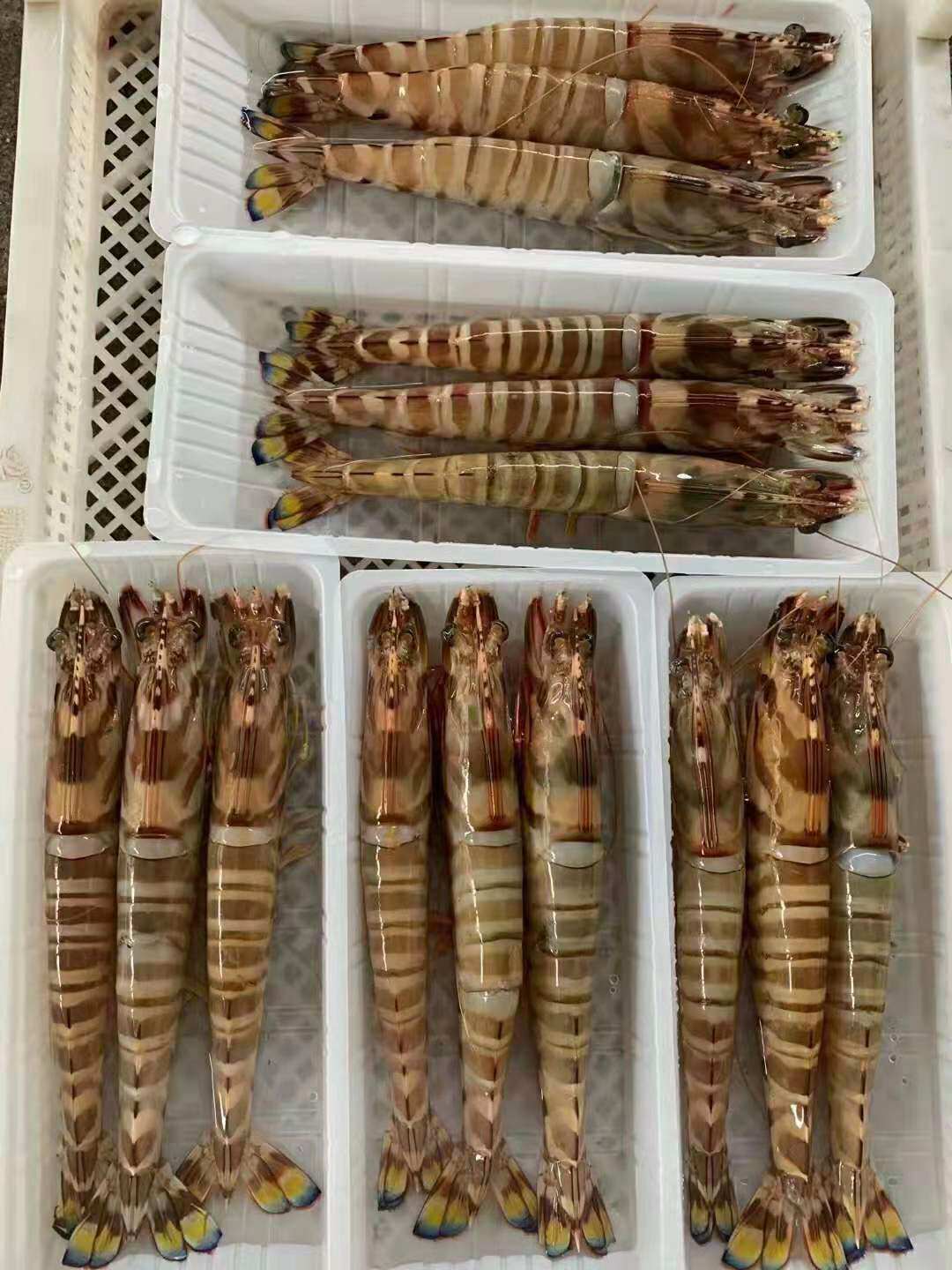 野生斑节虾九节虾竹节虾基围虾新鲜活海捕黑虎虾冻鲜活特大2-3只