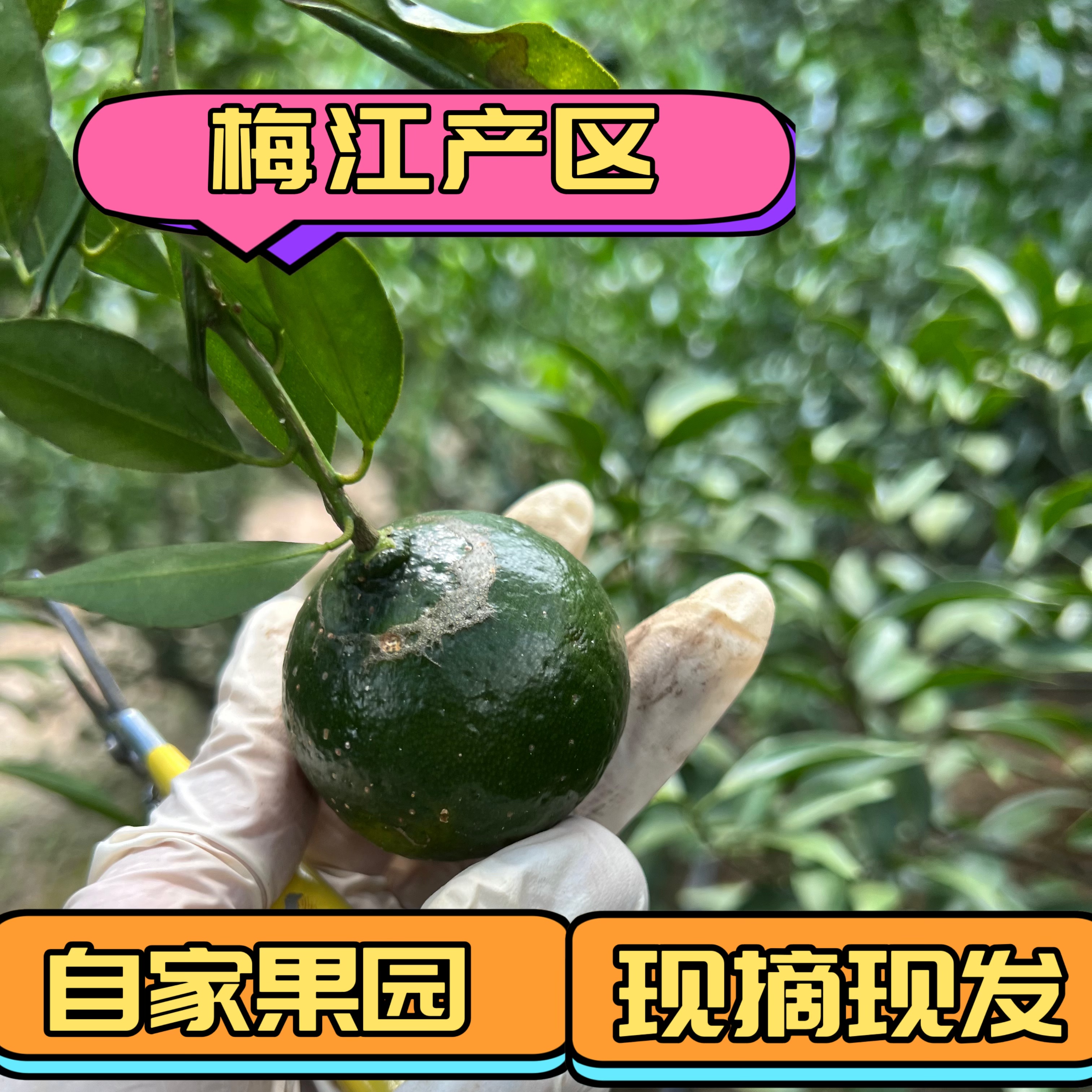 新鲜果2025新会发货梅江陈皮