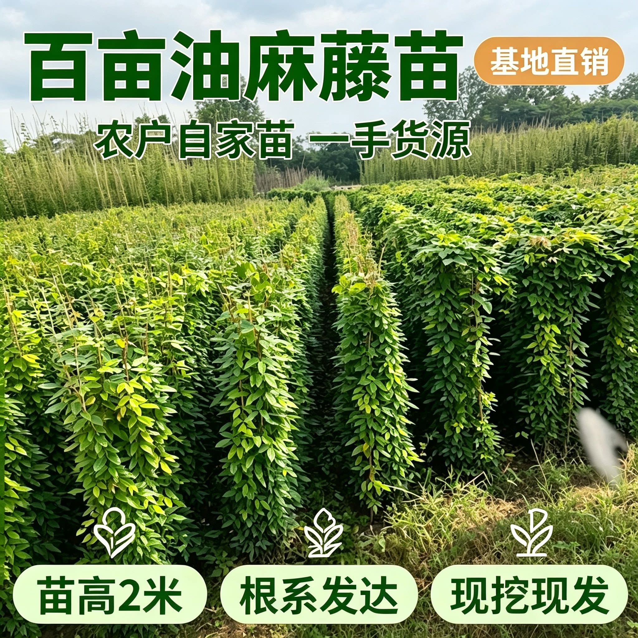 油麻藤爬藤苗四季常绿开紫花庭院