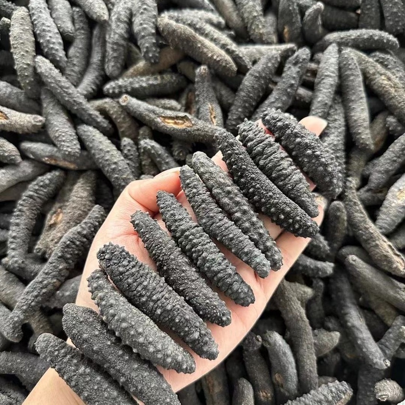 土耳其参带刺 冰岛米刺参 优质纯淡干货 泡发率高肉厚 500g包邮