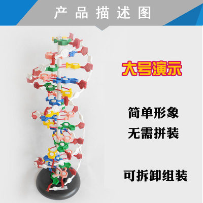 DNA双螺旋结构模型J3212带底座60公分碱基对遗传基因生物教学仪器