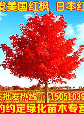 红枫树苗嫁接日本红舞姬红枫树苗