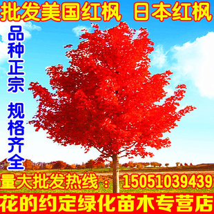 红枫树苗嫁接红舞姬日本红枫美国红冠中国四季红枫小苗盆栽红枫苗