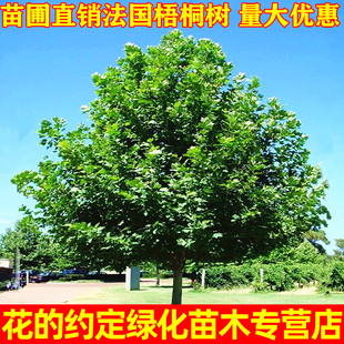 直销绿化苗木 梧桐树 法桐树苗 法国梧桐树苗 道路庭院植物包邮