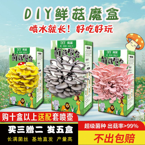 蘑菇种植包可食用蘑菇盒子菌包