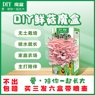 魔盒DIY蘑菇盒种蘑菇包植无土栽培喷水就长家庭农场客厅美观易养