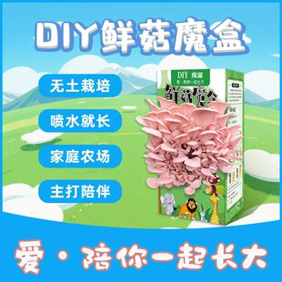DIY蘑菇魔盒无土栽培灰平菇种植菌包非常容易种植客厅美观四季