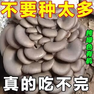 买三发六灰平菇菌包蘑菇种植包家用室内客厅美观易养多肉植物活体