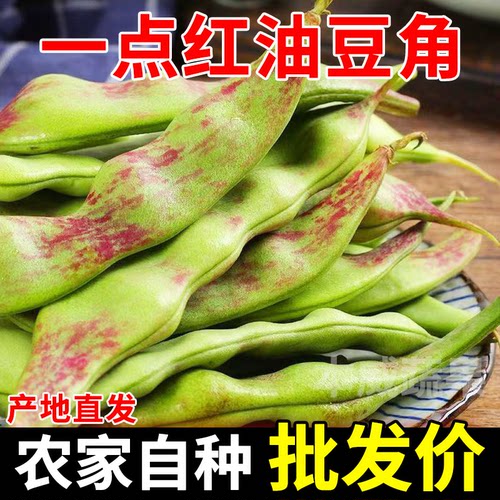 正宗云南油豆角一点红豆角每天新鲜蔬菜九月青现摘现卖开锅烂包邮