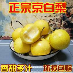 正宗京白梨新鲜水果东北特产香甜梨子现摘软棉多汁京白梨