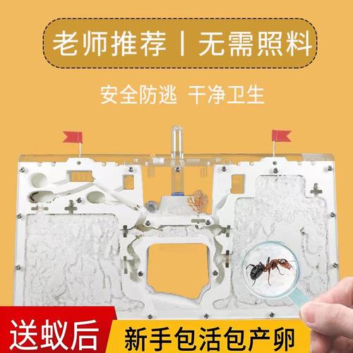 【老师推荐】蚂蚁生态箱城堡