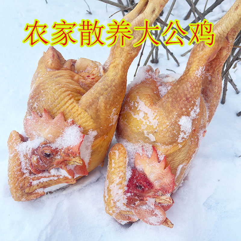 黑龙江新鲜整只冷冻小笨鸡