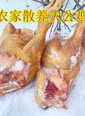 黑龙江新鲜整只冷冻小笨鸡
