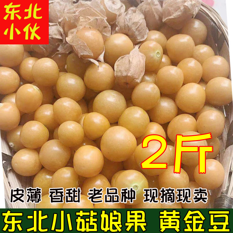 小金豆东北姑娘果新鲜菇娘果当季水果大黄灯笼果洋菇凉果特产