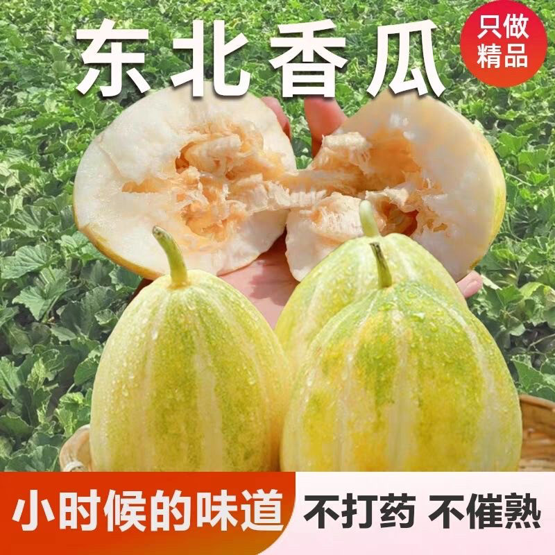 新开园东北香瓜正宗黑龙江头茬白糖罐现摘现发当季新鲜水果甜香图片