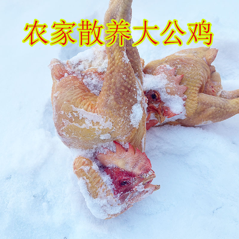 东北农家散养大公鸡走地鸡