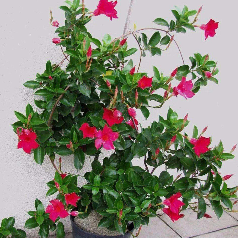 万里飘香藤双喜藤四季开花爬藤植物盆栽室内庭院阳台花卉飘香藤苗