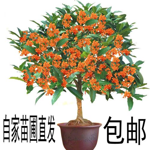 八月盆栽四季桂丹桂嫁接桂花