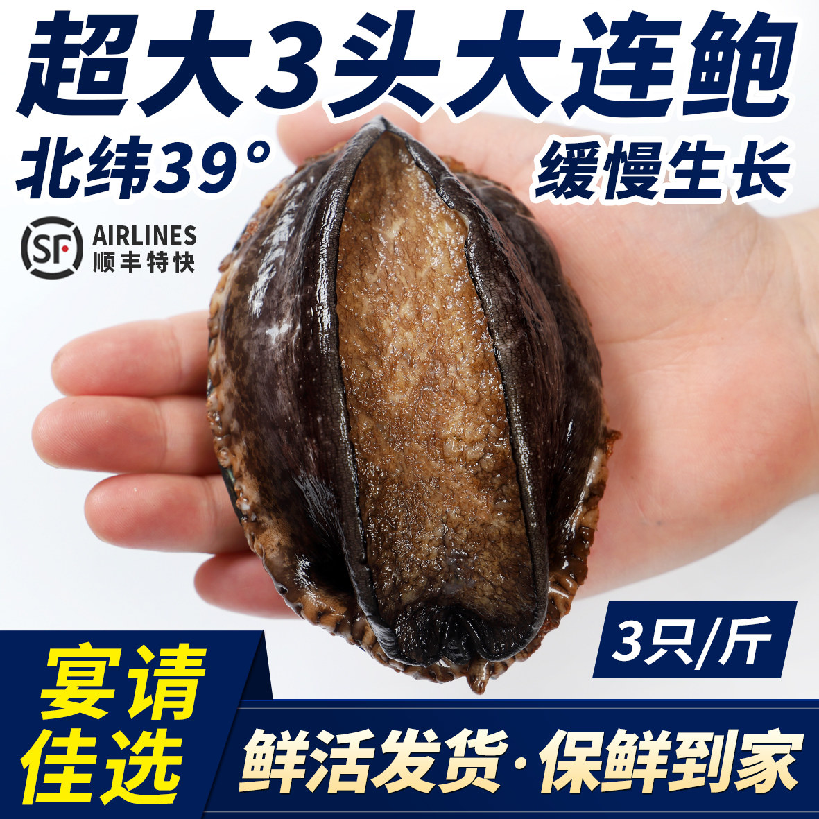 大连鲜活3头鲍鱼皱纹盘鲍九孔海鲜水产活体超大鲍鱼新鲜1斤3只