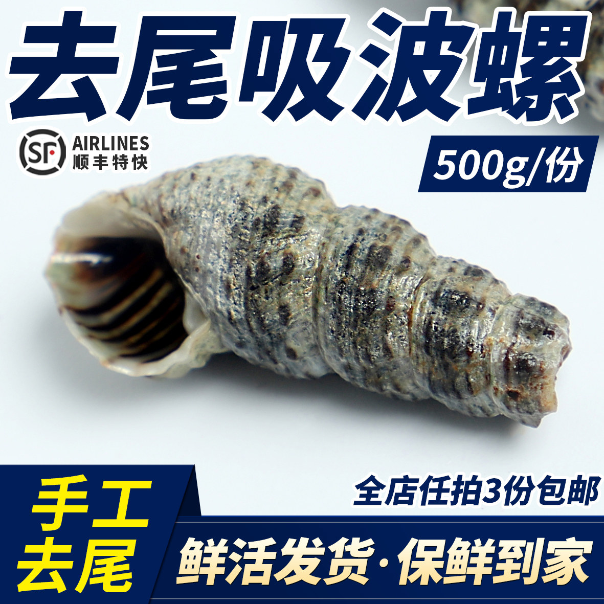 大连活鲜吸波螺小钉螺小海锥吸菠萝海瓜子吸波罗新鲜海鲜特产1斤