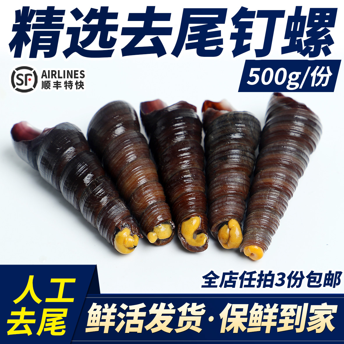 大连鲜活钉螺海锥螺新鲜去尾田螺角螺海螺丝尖螺辣炒顺丰发货水产