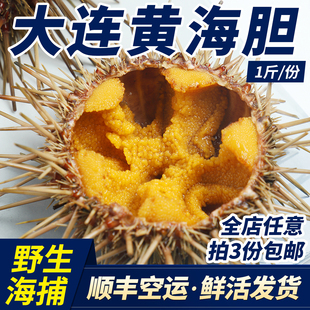 大连黄海胆刺锅紫海胆马粪海胆鲜活海鲜即食刺身生鲜4-6头1斤