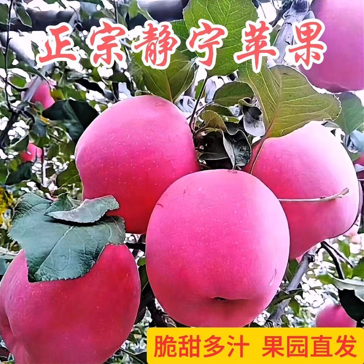 产地直发包邮甘肃静宁苹果红富士新鲜果特惠整箱24颗脆甜孕婴最爱