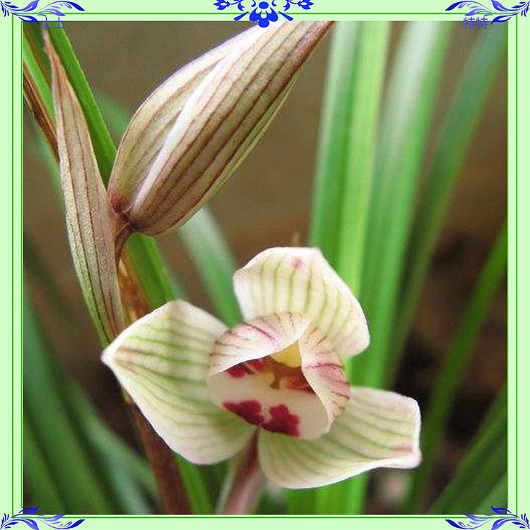 土土特特云南保山莲瓣兰荷瓣名品漂洋荷特价