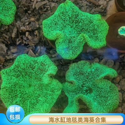 蕴海水族地毯海葵荧光绿短须珊瑚