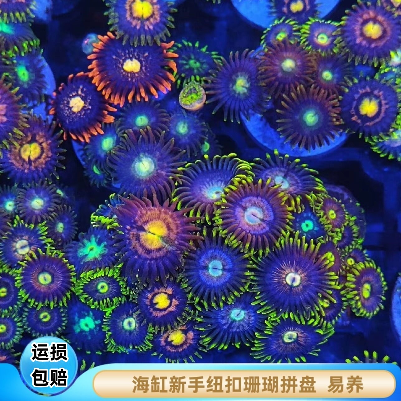 【厦门蕴海】纽扣珊瑚拼盘印尼大眼荧光海缸活体进口新手试水珊瑚