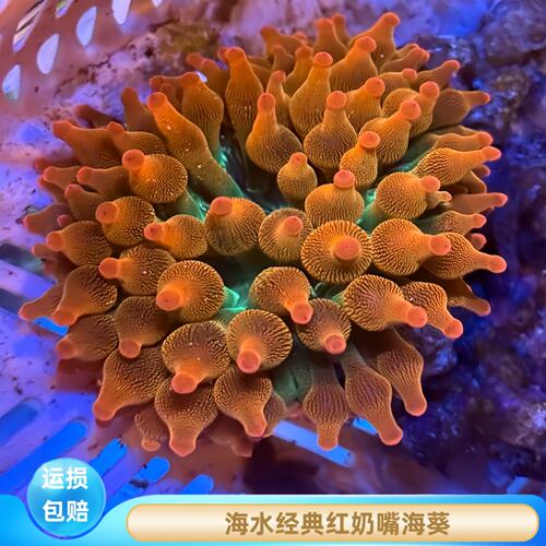 红奶嘴海葵小丑鱼珊瑚海水生物