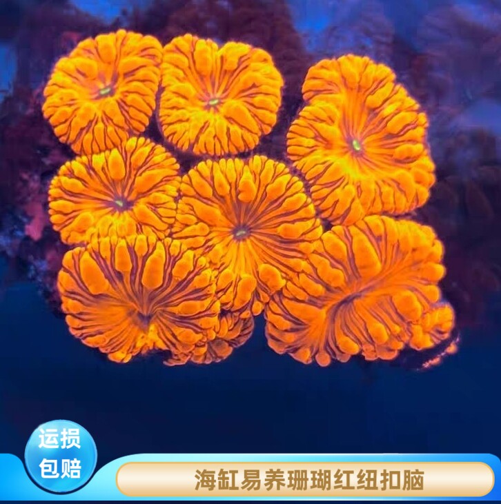 红纽扣脑珊瑚易养耐活
