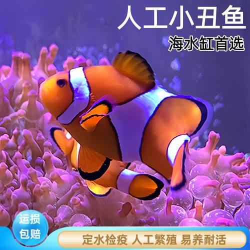 草迷水族小丑鱼海水观赏鱼大合集
