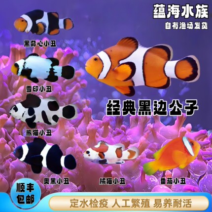 【厦门蕴海】小丑鱼海水鱼公子小丑白金毕加索观赏新手易养活体