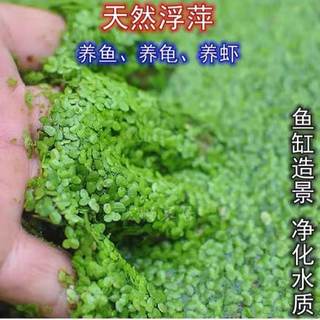 浮萍芝麻萍水草水培植物室内外养鱼养龟养虾鱼缸造景净化水质绿水