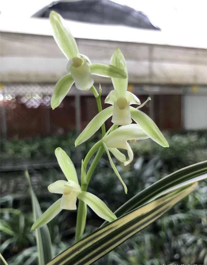 建兰素心艺草峨眉雪花艺双全金边线艺花开浓香花期夏秋3苗连体