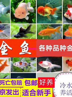 金鱼冷水鱼鹤顶红狮子头金鱼