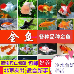 观赏鱼活体冷水鱼各种金鱼鹤顶红狮子头龙睛红鎏金包活包损好养活