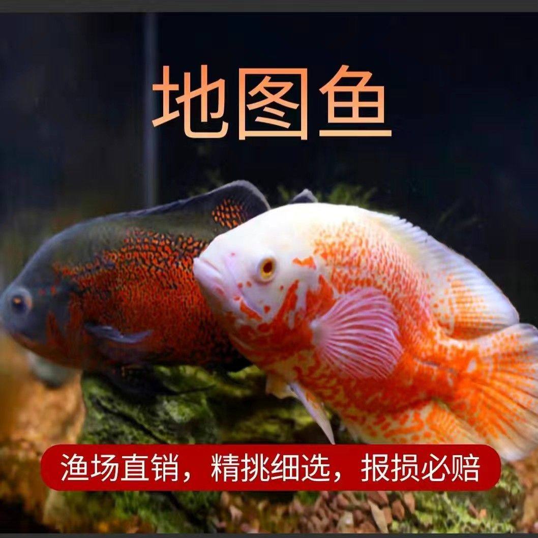 大中小型热带淡水观赏风水鱼发财鱼宠物鱼红黑红白地图鱼好养包活