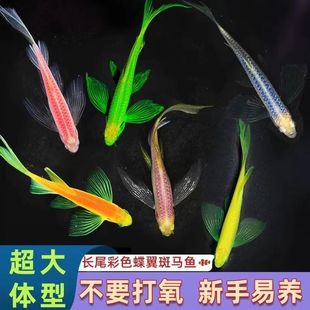 蝶翼斑马鱼热带小型观赏鱼淡水鱼灯科鱼耐寒好养活适合新手养的鱼