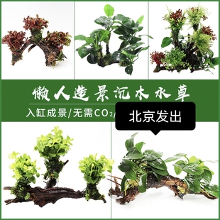 饰活体植物草缸造景多头水榕易活易养 懒人水草沉木水榕淡水造景装