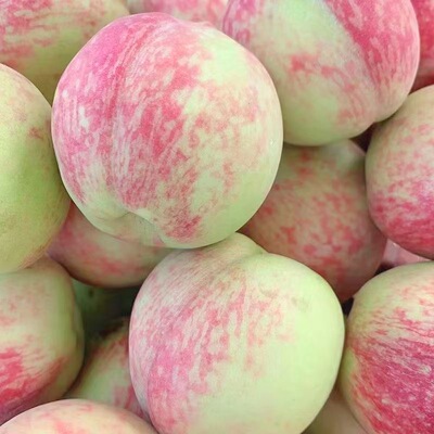 【脆甜】青皮脆蜜桃脆甜清香桃子新鲜脆桃香甜多汁当季非青州蜜桃