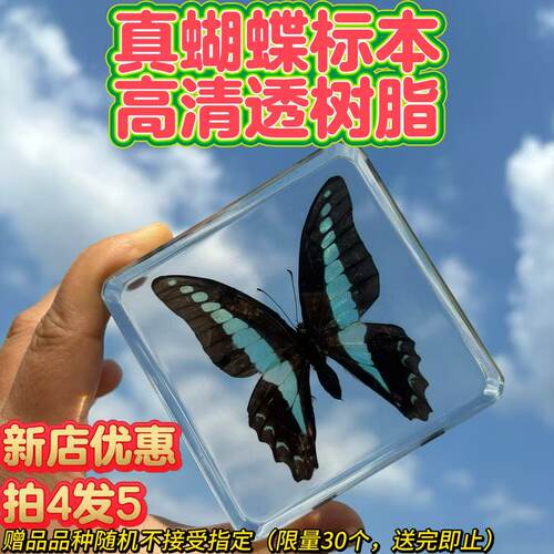 真实树脂昆虫植物标本教学摆件