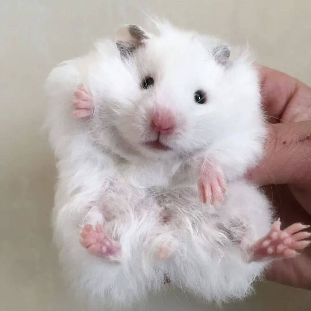 家养呆萌可爱的长毛金丝熊便宜纯银疫苗成年熊可爱活体宠物小仓鼠,宠物/宠物食品及用品,仓鼠,淘宝优惠券,粉丝福利购,淘宝优惠卷