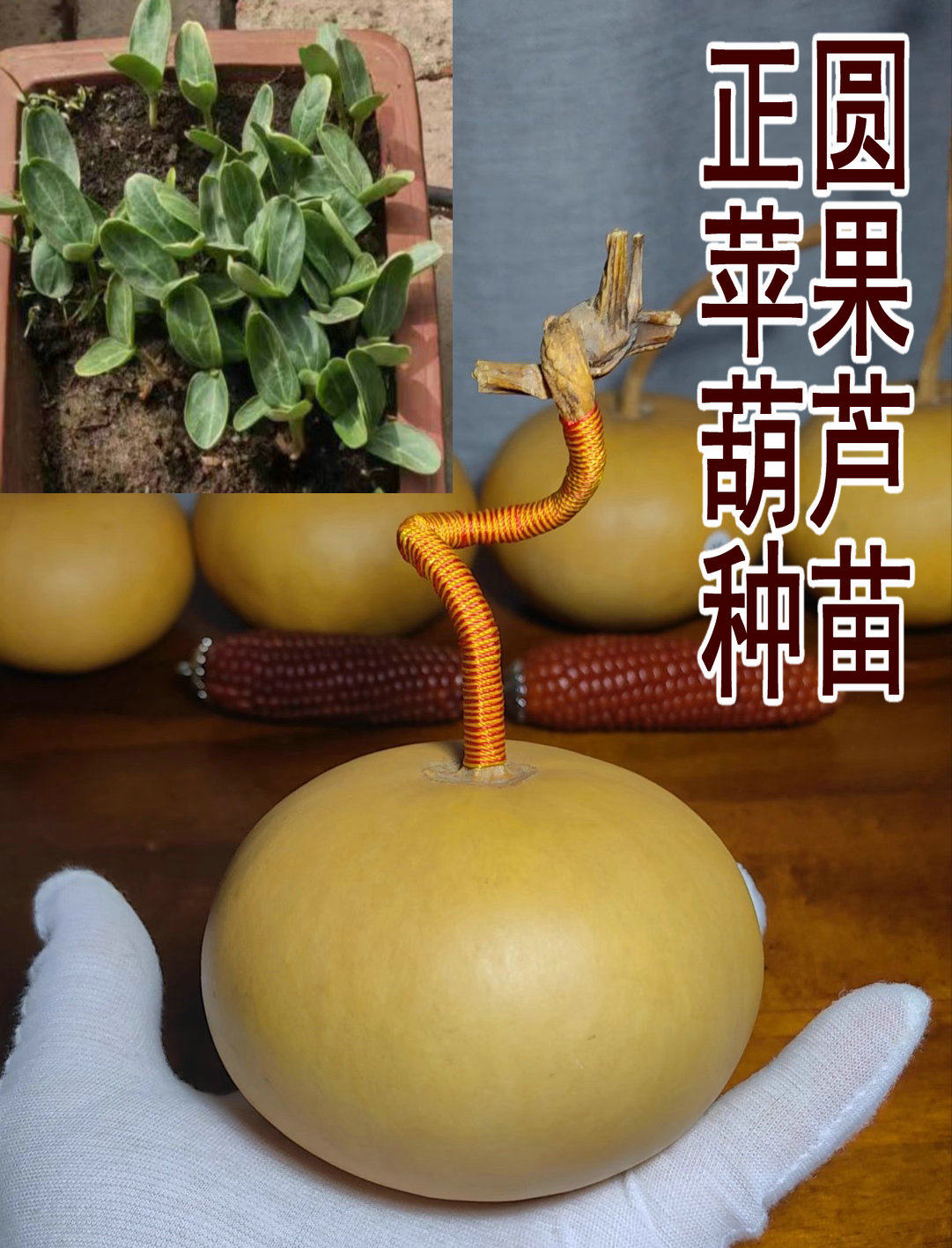 天然野生圆葫芦 苹果葫芦 柿子葫芦 种子 葫芦苗包发芽