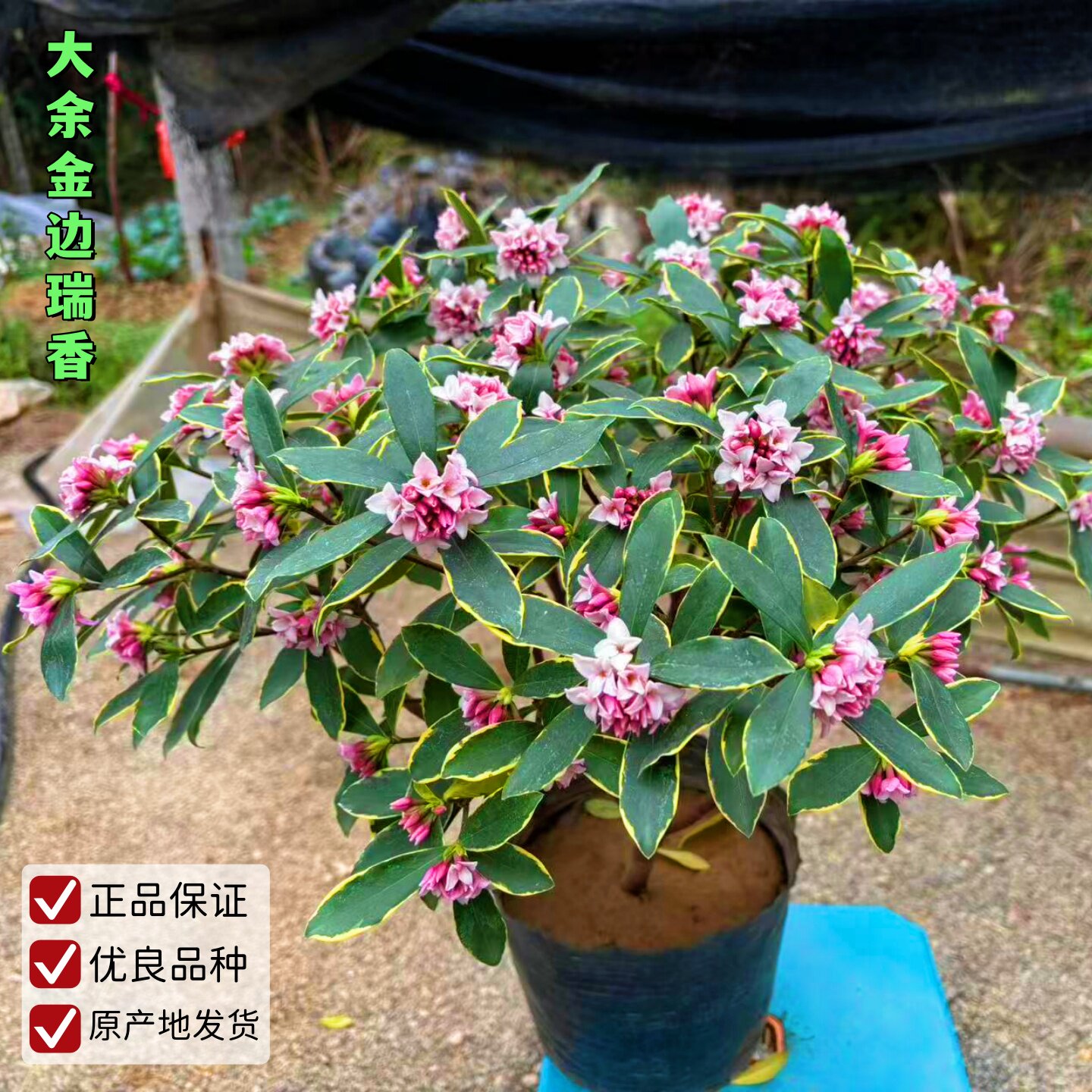 金边瑞香耐寒花卉观花植物室内带花浓香型观花盆栽四季盆景包邮图片