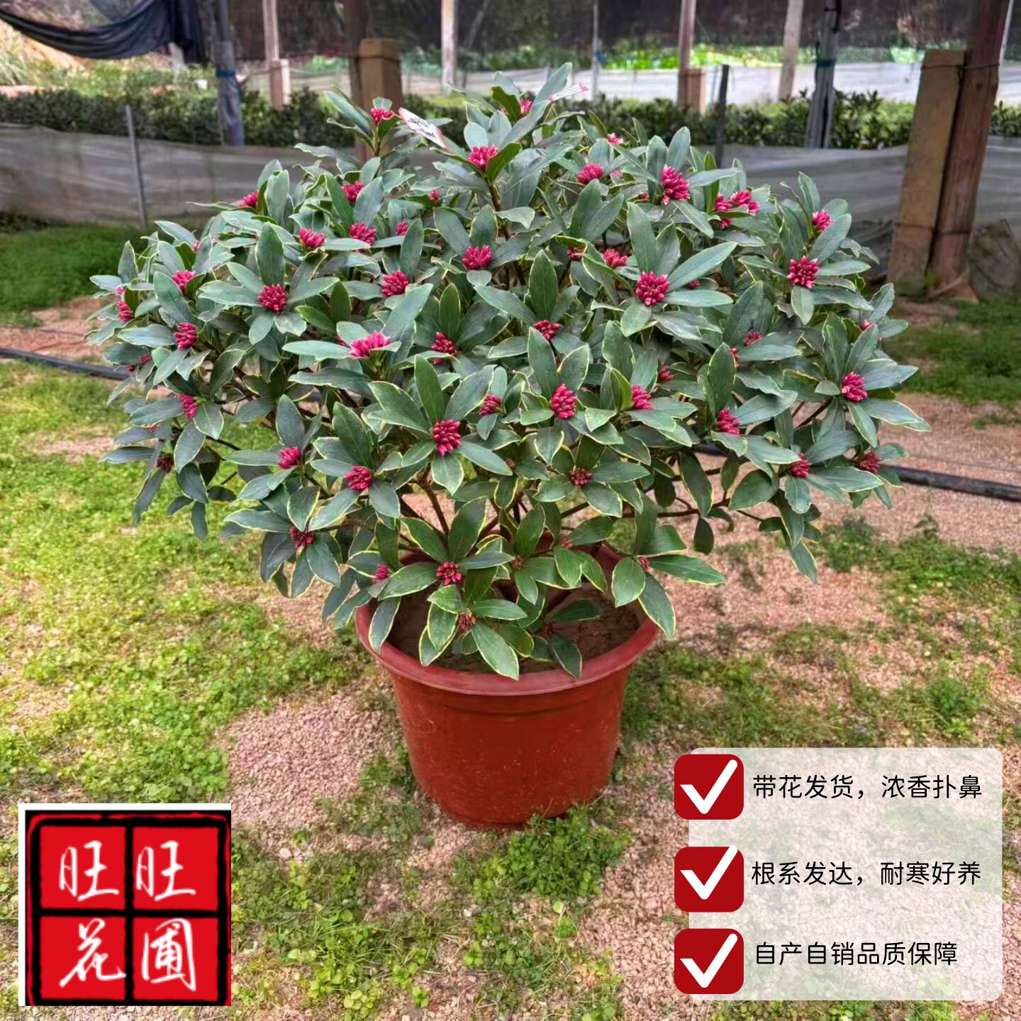 金边瑞香老桩盆景耐寒花卉观花植物室内带花浓香型观花盆栽包邮