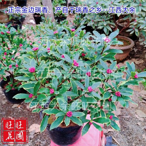 金边瑞香耐寒花卉观花植物室内带花浓香型观花盆栽四季盆景包邮